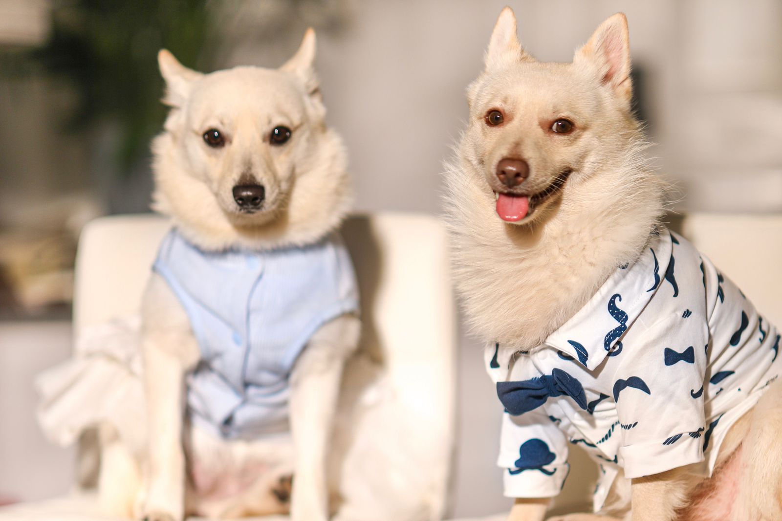 JMM Florida Pets Inspiration